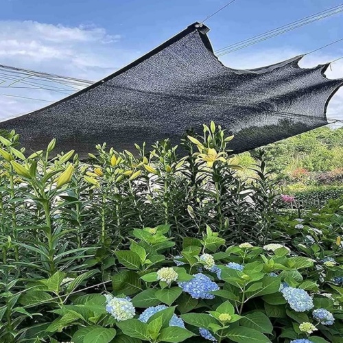 Trend of sun shade net.