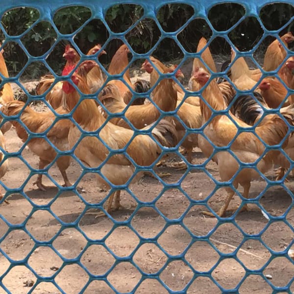 Plastic Hexagonal Extruded Netting For Chicken
