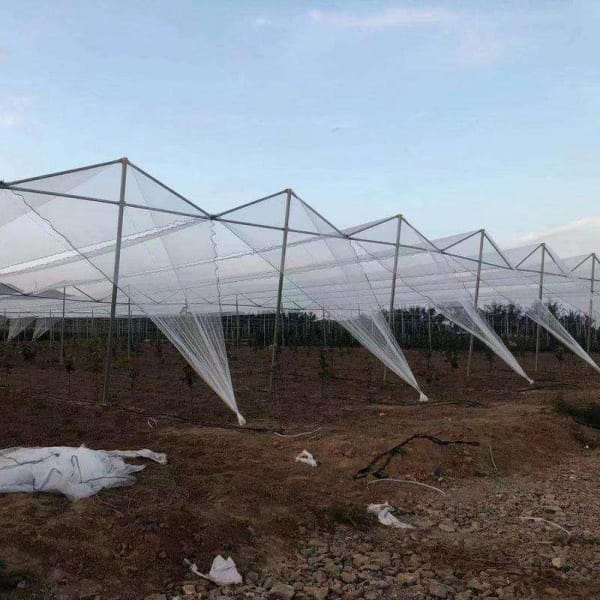 Crop Frost Anti Hail Net Fruit Tree Protection Net Anti Cold Anti Hail Net