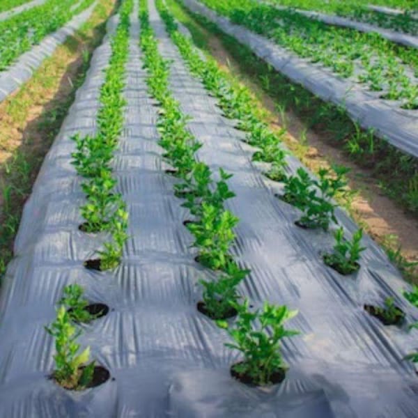 Ground Covering Agricultural Non-woven Film Plastic Mulch Film Mulch Sheet For Agriculture