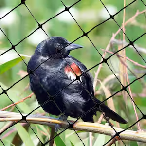 Polyethylene HDPE Plastic Black Anti Bird Net