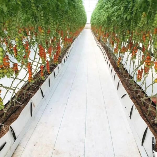 Heavy Duty Custom Commercial White Weed Barrier Reflective Ground Cover Landscape Fabric For Greenhouse Vegetable Apple