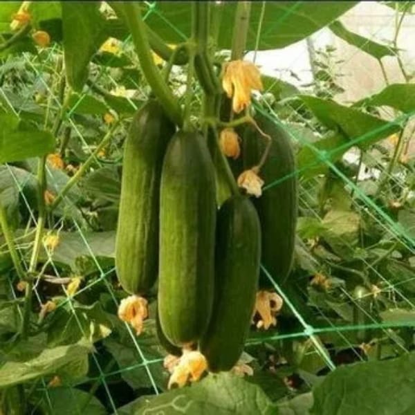 Plants Vegetables Bean Net Plant Support Net