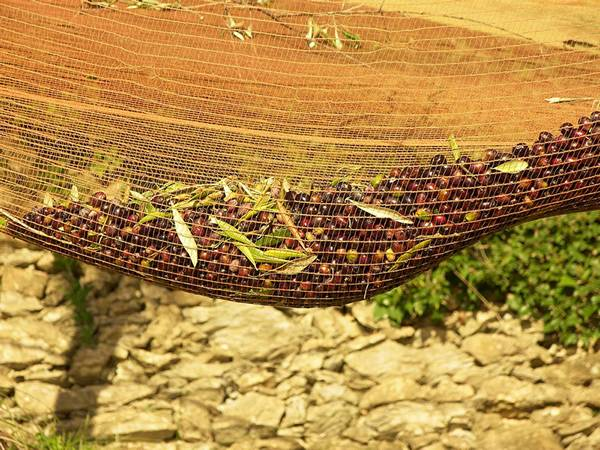 olive net 24.png