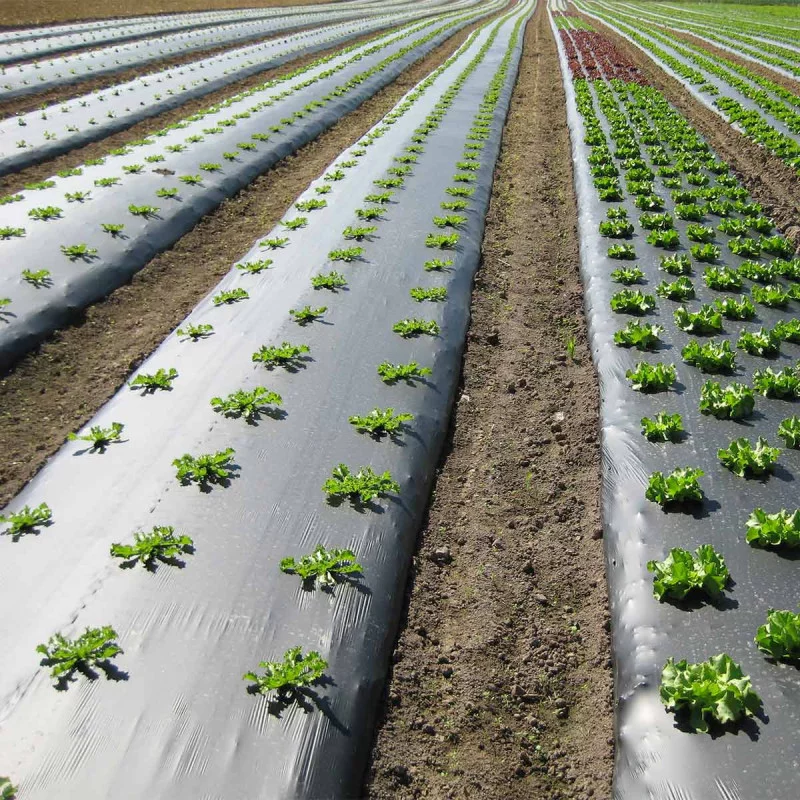 Agricultural Silver Black Mulch Film Black Mulching Film PE Plastic Film